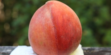 a close up of a fruit