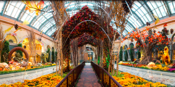 a walkway in a greenhouse