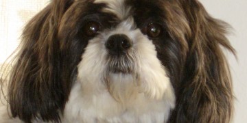 Shih tzu stinky face