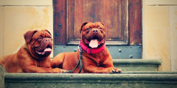 two dogs lying on steps