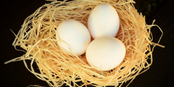 a nest with eggs on it