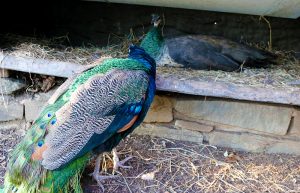 National Zoo peacocks Washington, D.C.