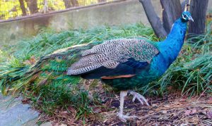 National Zoo male peacock Washington, D.C.