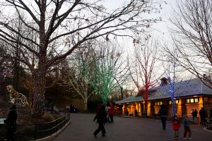 National Zoo Christmas lights Washington, D.C.