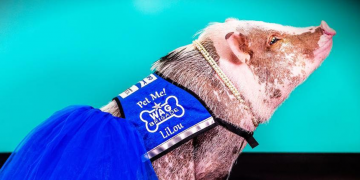 a pig wearing a blue tutu