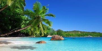 a beach with palm trees and rocks