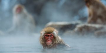 snow monkey