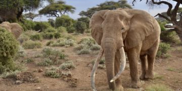 an elephant with tusks in the dirt