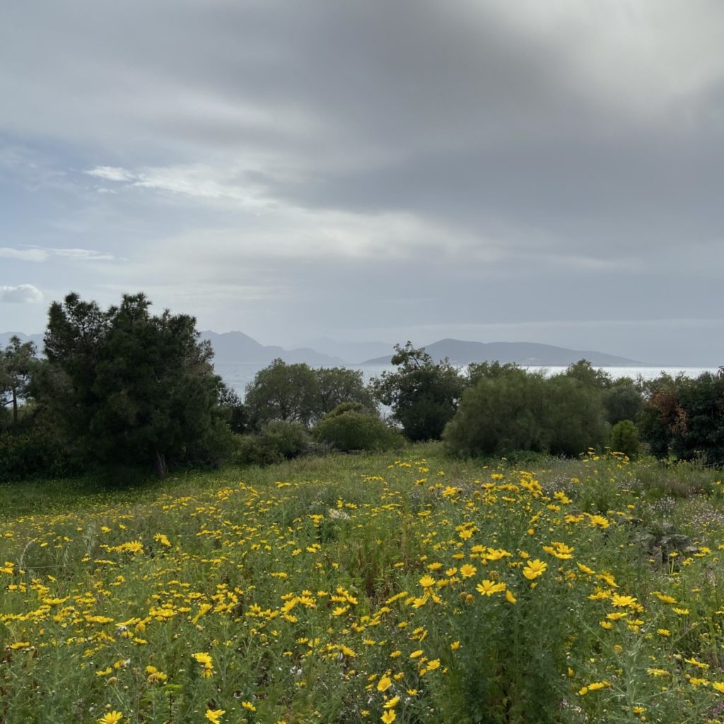 a field of yellow flowers and trees