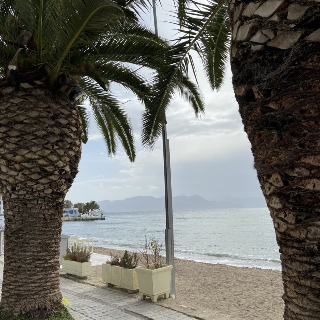 palm trees next to a beach