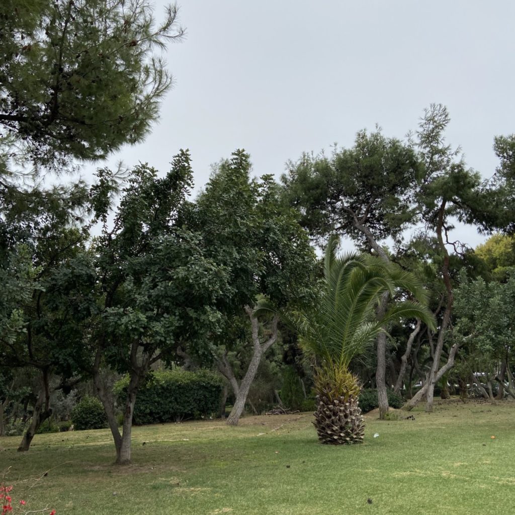 a palm tree in a park